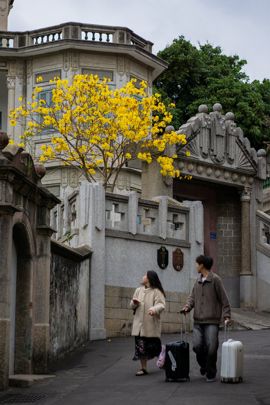 鼓浪嶼老別墅春色關(guān)不住，一樹黃花出墻來。張蔚攝