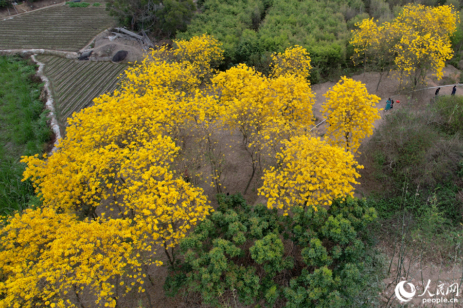 同安后燒成片黃花風(fēng)鈴木花開成海。人民網(wǎng)記者 陳博攝