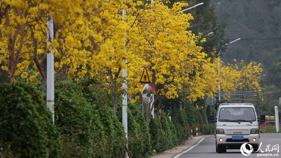 通往同安三秀山的道路，黃花風(fēng)鈴木夾道盛放。人民網(wǎng)記者 陳博攝