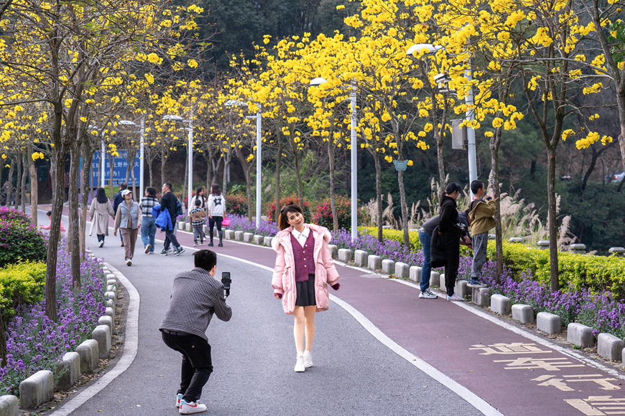 廈門天竺山森林公園黃花滿樹，引得市民游客拍照、打卡。戴美珍攝