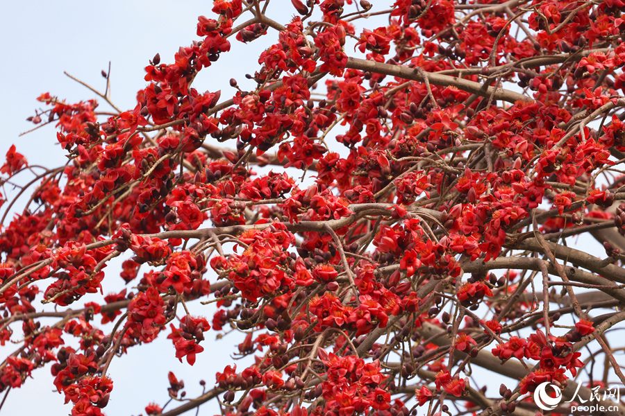 木棉朵朵紅花綴滿枝頭競相綻放。人民網(wǎng)記者 陳博攝