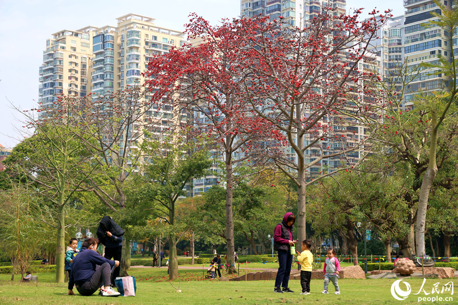 在廈門南湖公園，市民游客在木棉樹下露營度假。人民網(wǎng)記者 陳博攝