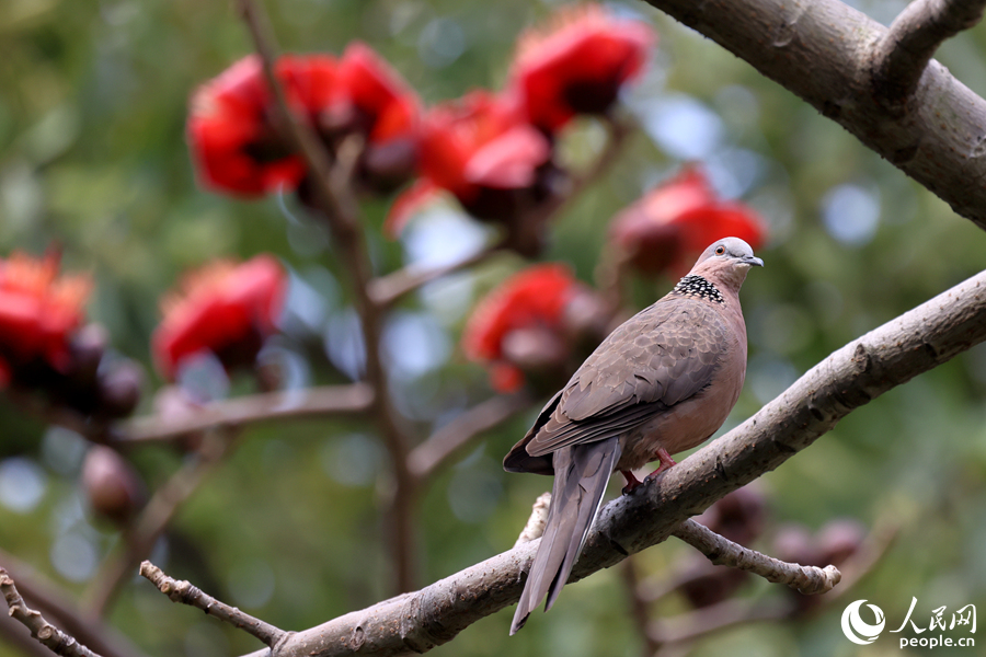 廈門白鷺洲公園中，珠頸斑鳩在木棉枝頭停留。人民網(wǎng)記者 陳博攝