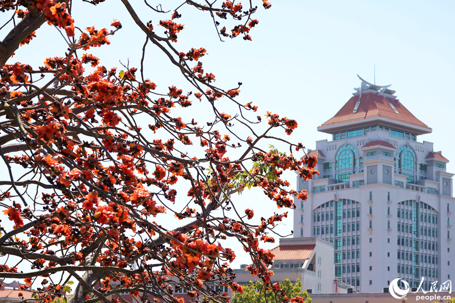 廈門大學旁，橙紅色的木棉花與嘉庚建筑屋頂相映。人民網(wǎng)記者 陳博攝