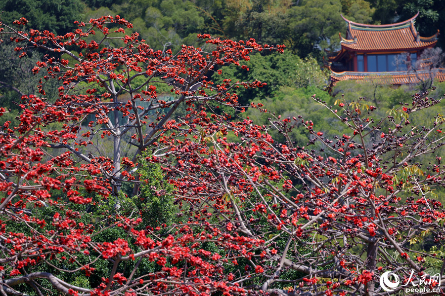 廈門南普陀景區(qū)內(nèi)，木棉花遠觀燦若煙霞。人民網(wǎng)記者 陳博攝