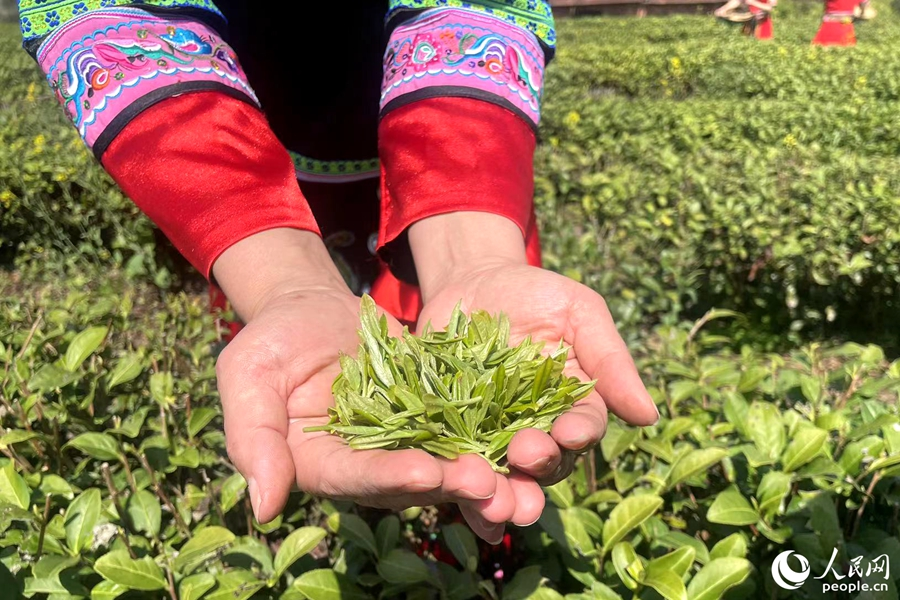 身著畬族服飾的采茶女展示采摘的茶葉。人民網(wǎng)記者 林盈攝