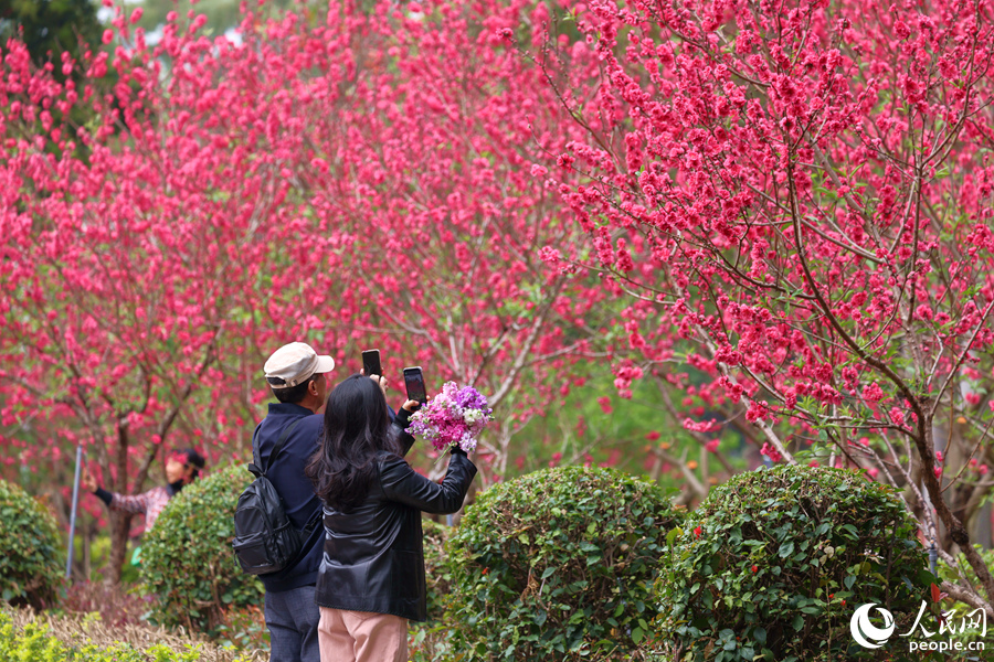 廈門市忠侖公園千余株桃花盛開迎客來。人民網(wǎng)記者 陳博攝