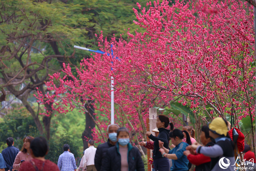 桃花盛開滿園春意濃。人民網(wǎng)記者 陳博攝