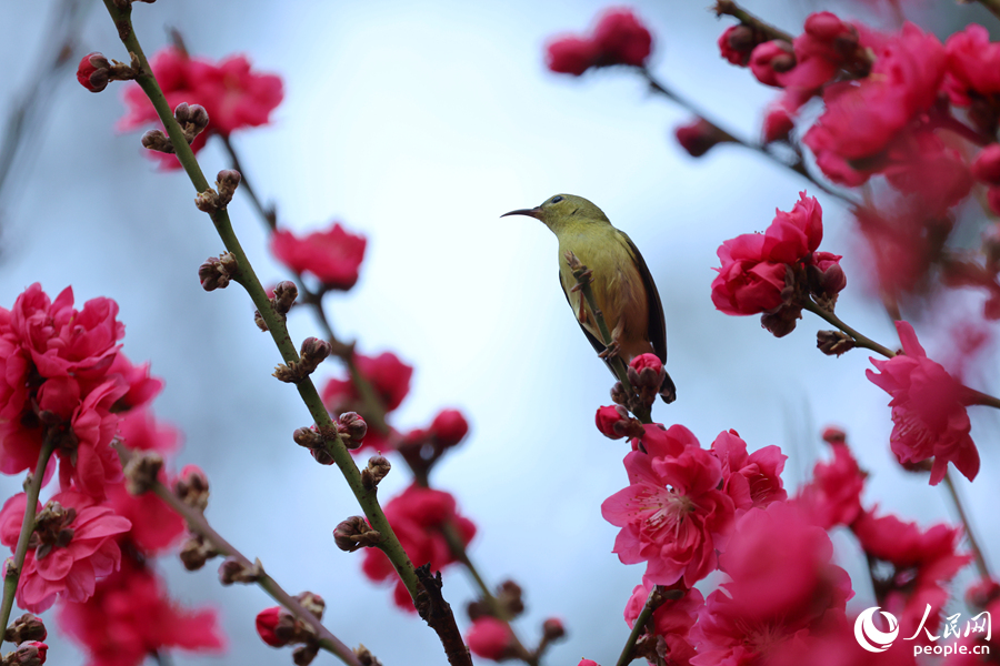 桃花枝頭立秀鳥。人民網(wǎng)記者 陳博攝