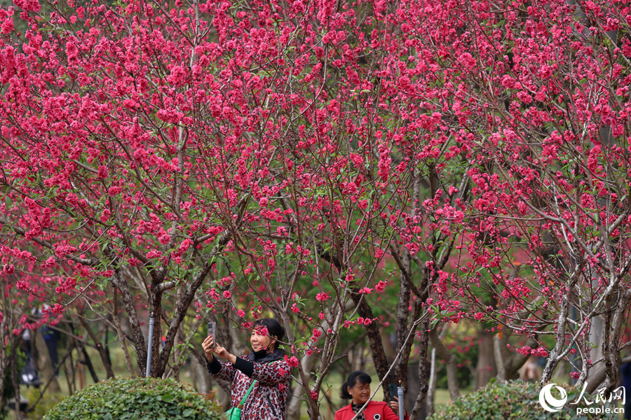 滿樹桃花隨風(fēng)搖曳生姿。人民網(wǎng)記者 陳博攝