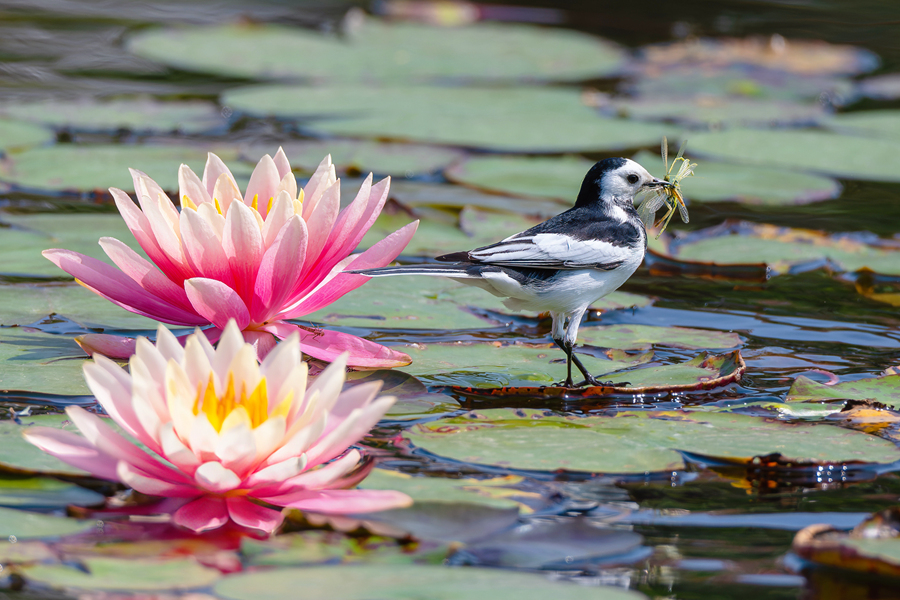 廈門集美敬賢公園睡蓮花開正艷，白鹡鸰在蓮葉上覓食。周龍杰攝