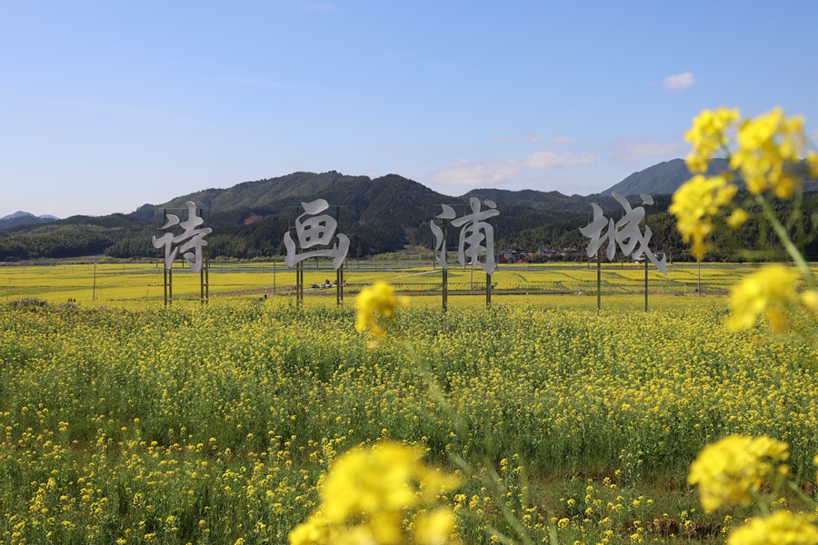 三月春至，浦城縣油菜花田中一片金黃。