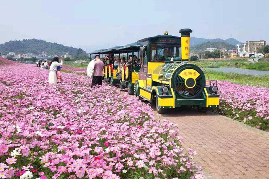 載著親子家庭的“愛拼號”電動小火車不時從花海中穿過。陳水讓攝