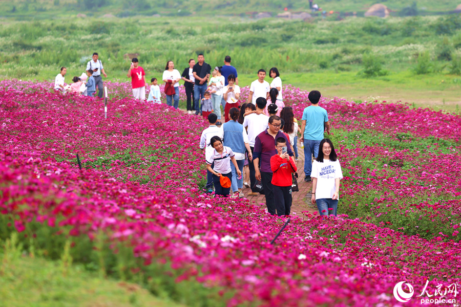 田洋格?；ɑêＲ殉蔀槭忻裼慰唾p花休閑的好去處。人民網(wǎng)記者 陳博攝