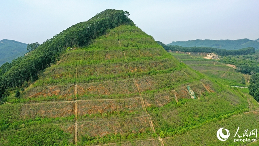 漳州臺(tái)商投資區(qū)獅山-周福廢棄礦山采取分級(jí)削坡等修復(fù)整治后，綠意盎然。人民網(wǎng) 李昌乾攝