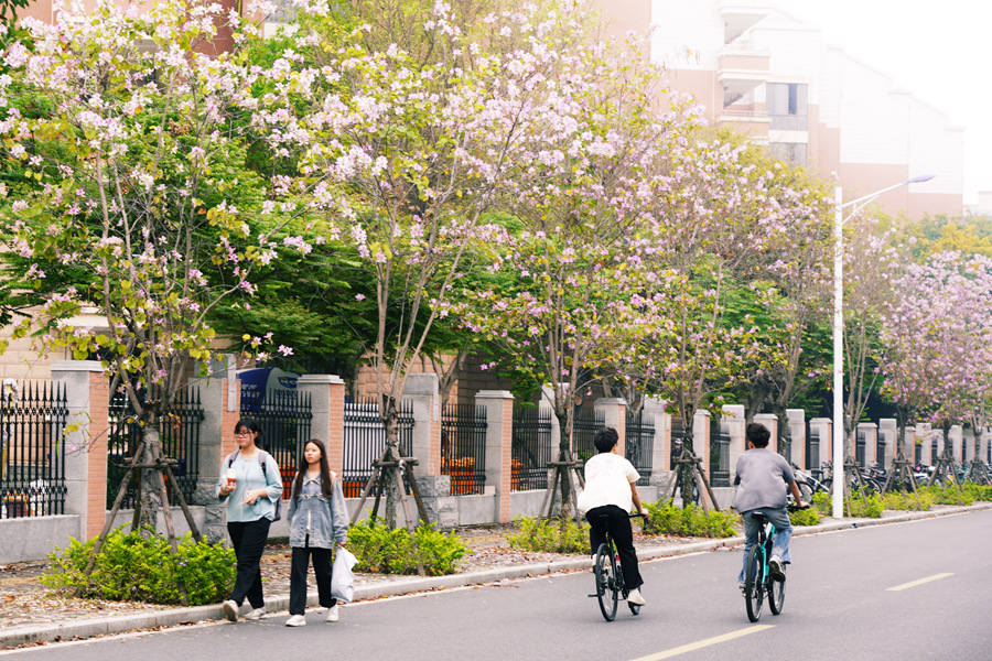 集美大學學子在信毅路的繁花中穿行。莊莉紅攝