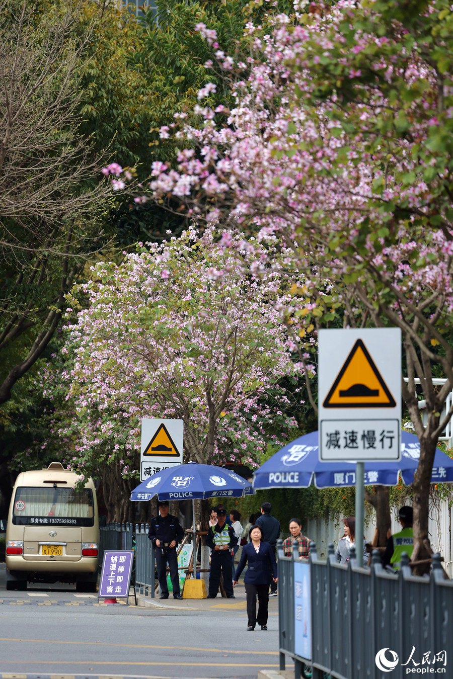 廈門市人民政府門前，宮粉羊蹄甲繁花滿樹。人民網(wǎng)記者 陳博攝