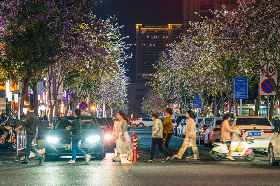 夜幕下的廈門翔安鼓塘路，宮粉羊蹄甲花朵在燈光映襯下呈現(xiàn)出不一樣的美。陳超攝