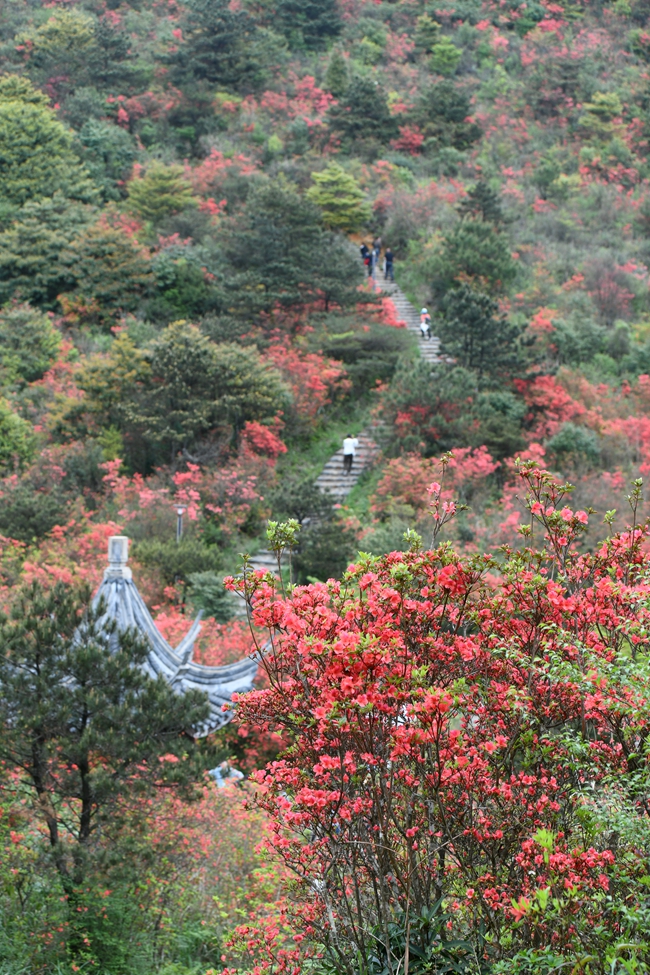 啟動儀式后，嘉賓和游客們紛紛登上佛耳山欣賞萬畝杜鵑花海。安溪縣融媒體中心供圖