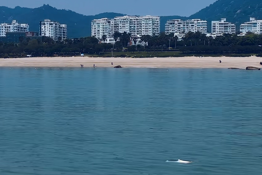 中華白海豚在廈門市思明區(qū)環(huán)島路玩月坡一帶的海域現(xiàn)身。陳昱攝