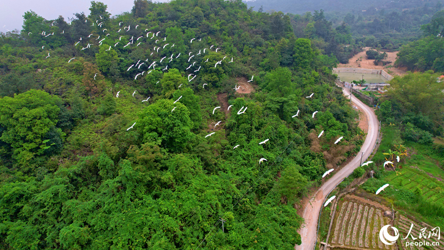 成群鷺鳥從山林中飛向農(nóng)田。人民網(wǎng)記者 陳博攝