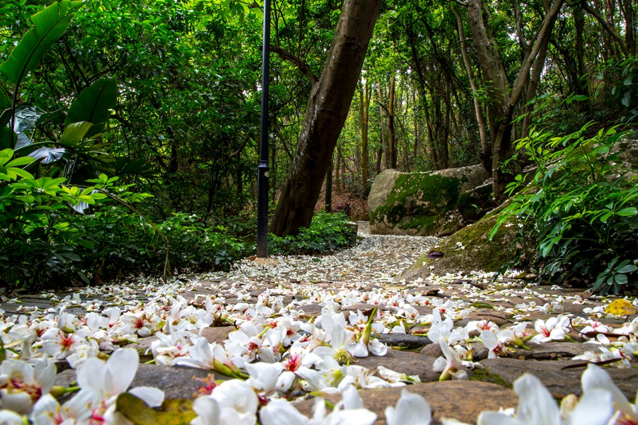 微風(fēng)吹過(guò)，油桐花就簌簌飄落在綠道上，朵朵完整鮮活的油桐花，把美停駐在春末夏初的漳州港。邱建華攝