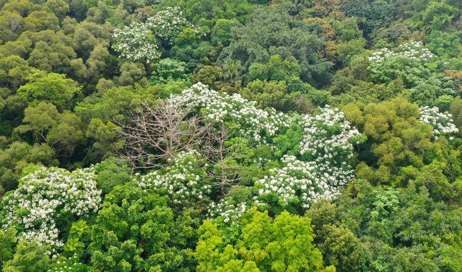 一棵棵桐花妝點(diǎn)靜湖公園的綠林。陳靖攝