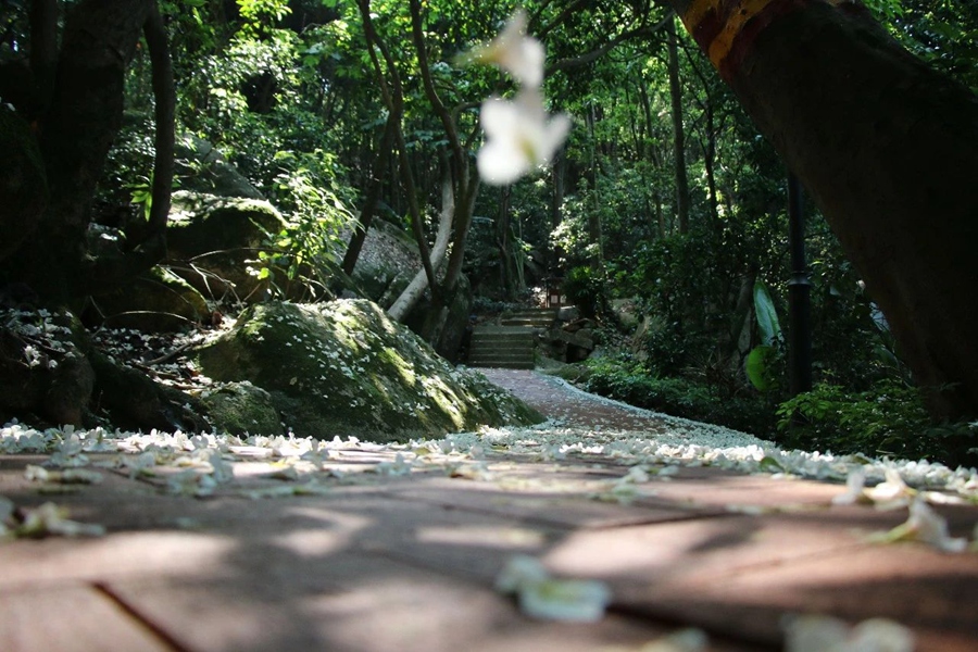 油桐花裹挾著陽(yáng)光落下。邱建華攝