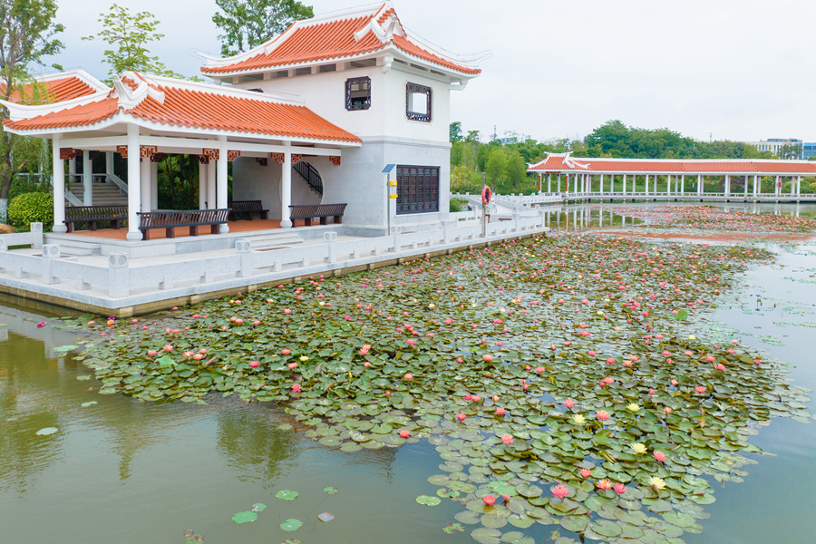 馬鑾灣雙溪濕地公園的睡蓮種植面積達(dá)3600平方米。許秋珩攝