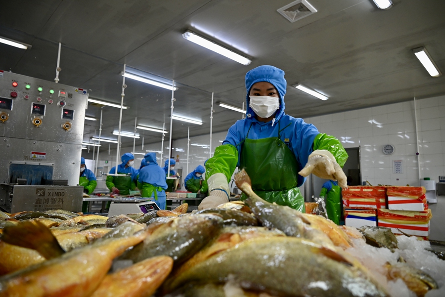 生產線上大黃魚數(shù)量眾多。