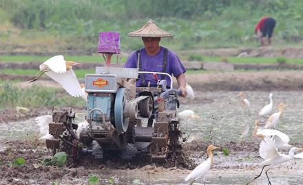 廈門：鷺鳥翩躚伴春耕