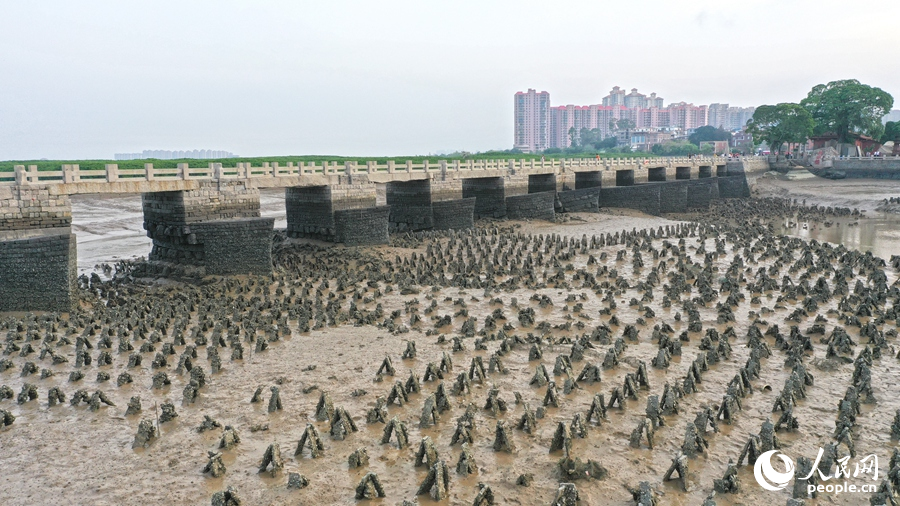 “養(yǎng)蠣固基”法的實(shí)施，有助于減少水流對(duì)橋墩的沖擊，保護(hù)橋基不受侵蝕，同時(shí)也為當(dāng)?shù)貪O民提供了經(jīng)濟(jì)收益，實(shí)現(xiàn)了生態(tài)保護(hù)和經(jīng)濟(jì)發(fā)展的雙贏。人民網(wǎng) 李昌乾攝