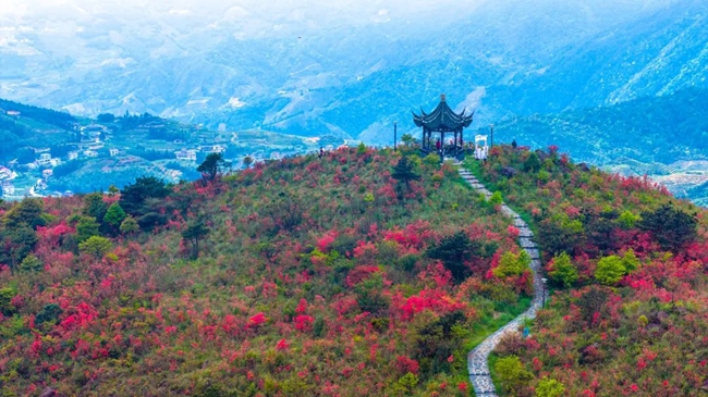 佛耳山上開滿了杜鵑花