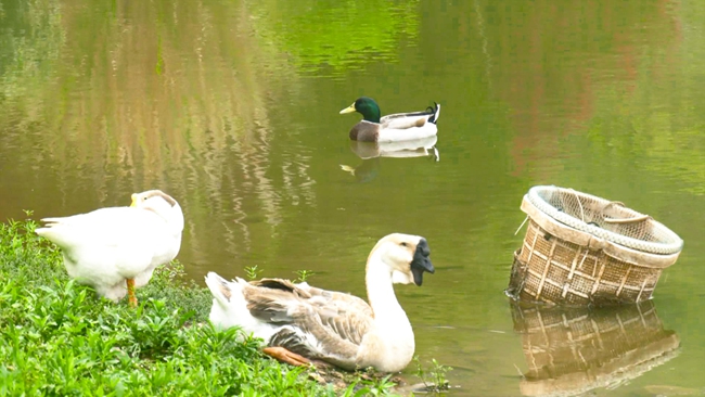 蜜原生態(tài)農(nóng)場養(yǎng)殖的鴨、鵝在鳧水（漳浦融媒供圖）.jpg