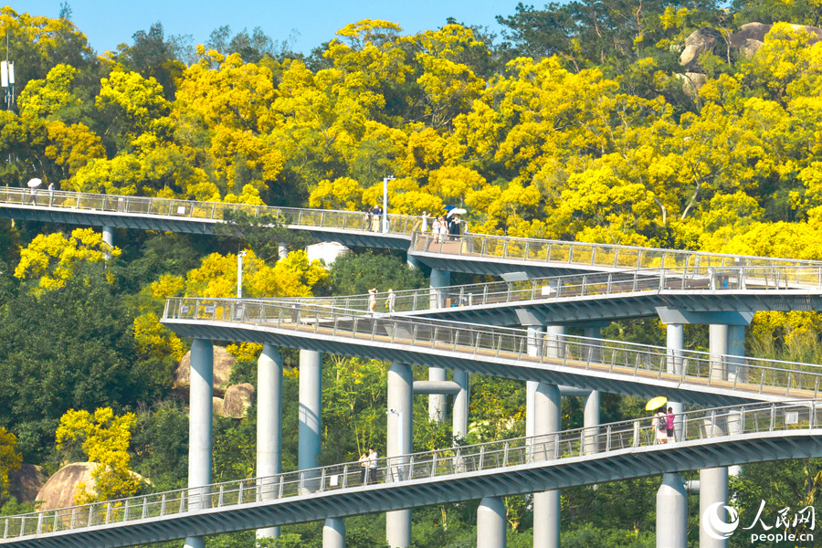 廈門山海健康步道旁，相思樹花開正艷。人民網(wǎng)記者 陳博攝