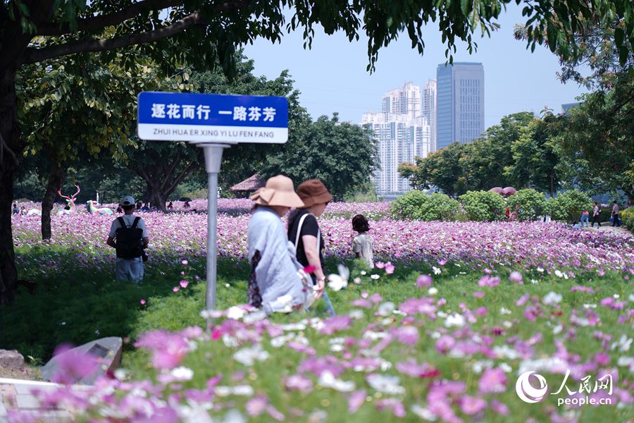 福州花海公園數(shù)萬平米波斯菊盛開，大片花海吸引眾多市民和游客拍照打卡。人民網(wǎng)記者 蘭志飛攝