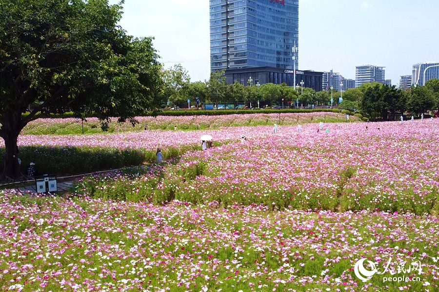 福州花海公園數(shù)萬平米波斯菊盛開。人民網(wǎng)記者 蘭志飛攝