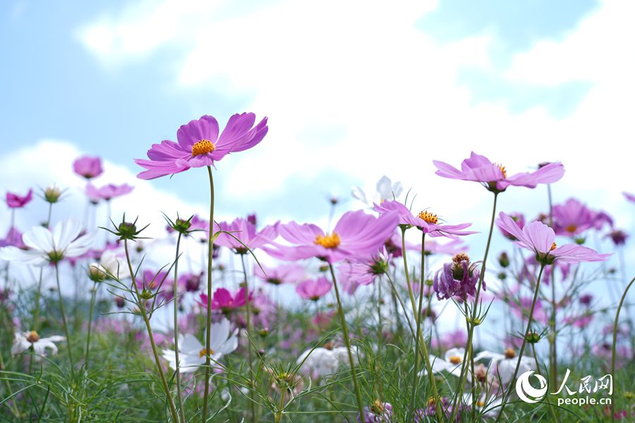 公園里盛開的波斯菊。人民網(wǎng)記者 蘭志飛攝