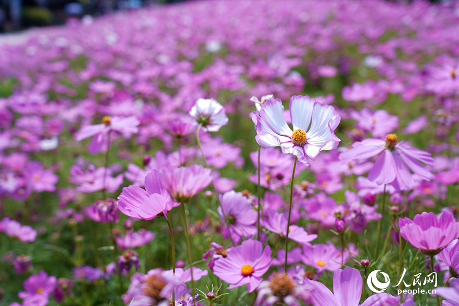 公園里盛開的波斯菊。人民網(wǎng)記者 蘭志飛攝