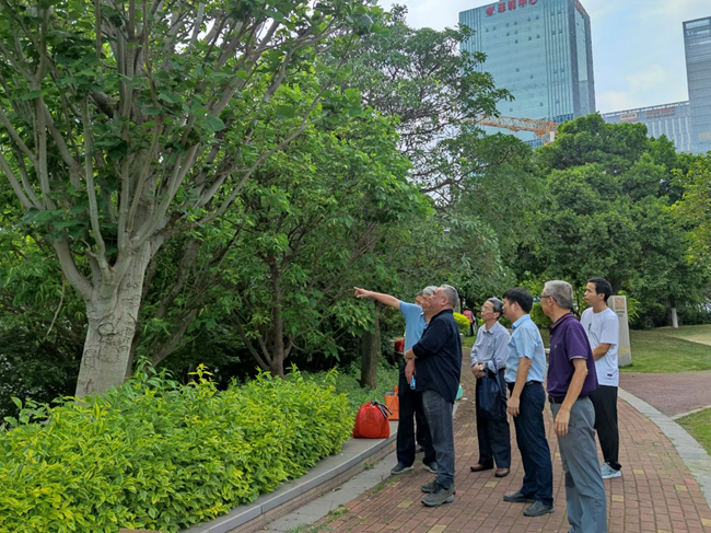 市區(qū)濱海公園“古老”刺桐。泉州市林業(yè)局供圖