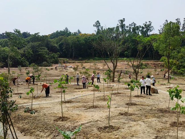 泉州市森林公園刺桐定植基地。泉州市林業(yè)局供圖