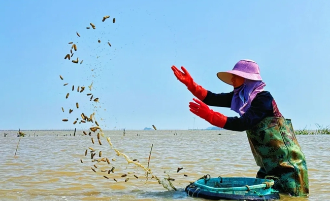 浦口鎮(zhèn)漁民播撒蟶苗。