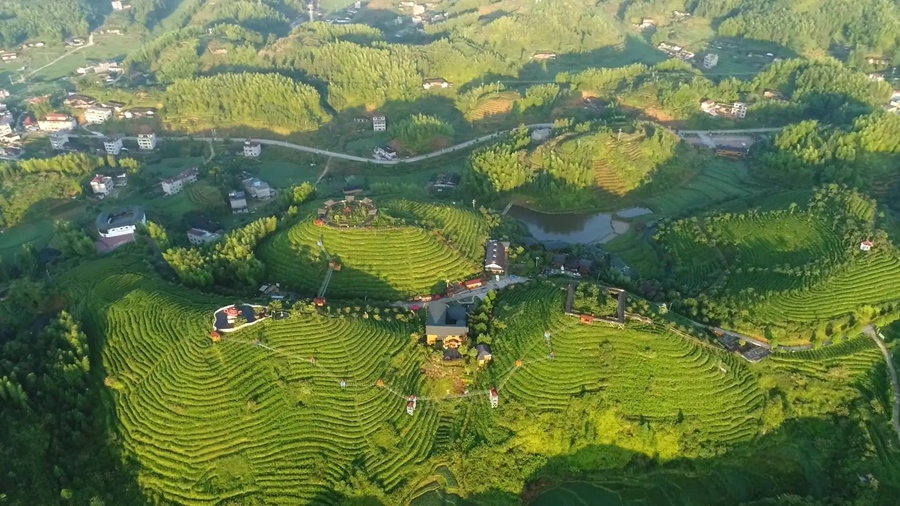 大田美人茶茶園。主辦方供圖