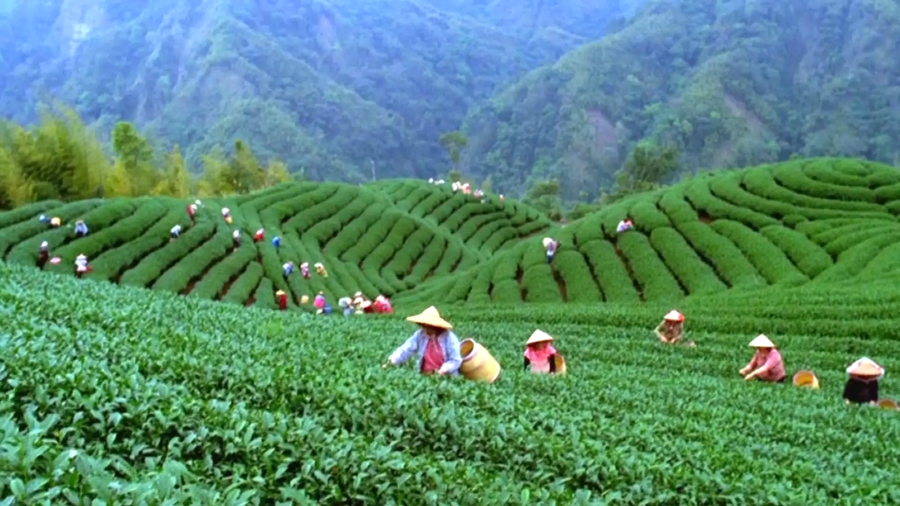 美人茶日益成為大田茶農(nóng)致富的“金葉子”。主辦方供圖