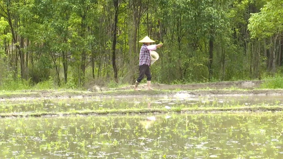 村民在田間拋秧苗。