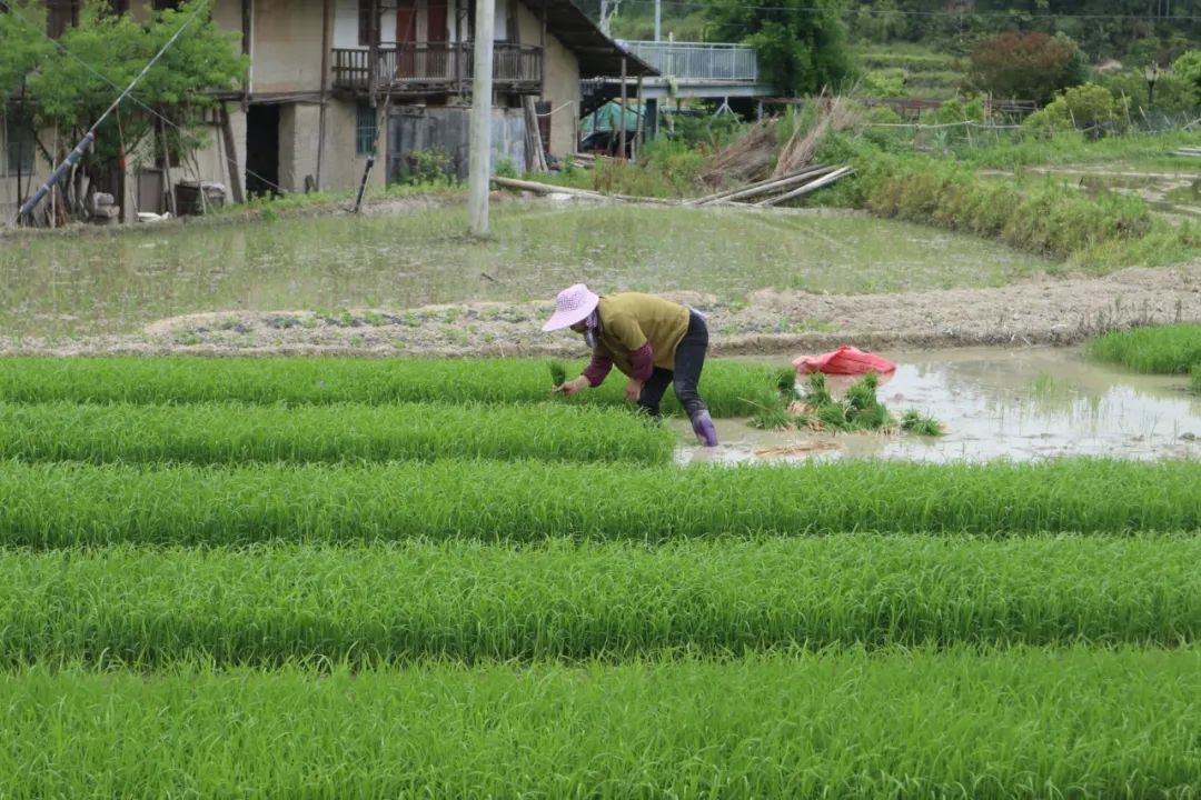 村民在田間插秧。