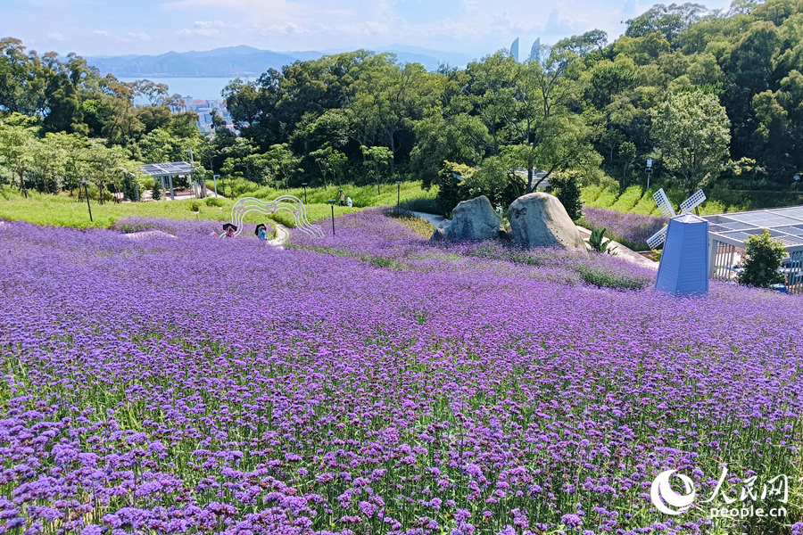 遠(yuǎn)眺碧海藍(lán)天，層層疊疊的紫花“扮靚”東坪山谷。人民網(wǎng)記者 陳博攝