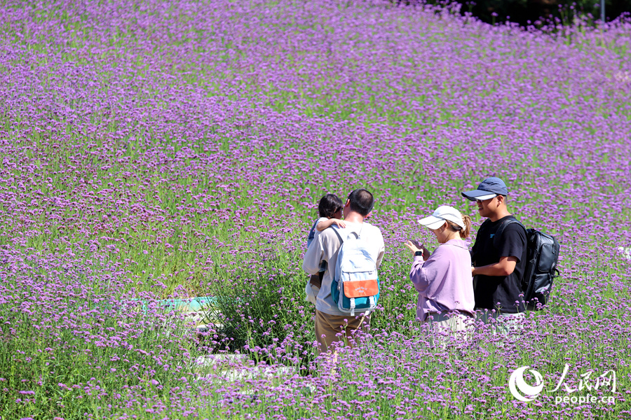 東坪山花海成為市民們的“遛娃”好去處。人民網(wǎng)記者 陳博攝