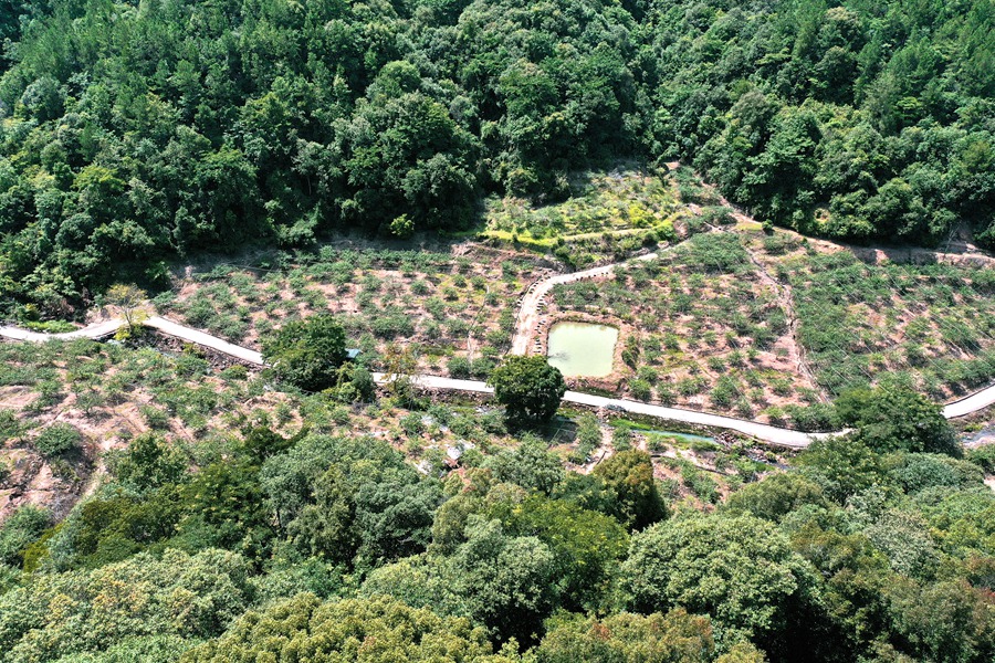 華城農(nóng)場內(nèi)，漫山遍野的李樹生機勃勃。朱藝攝