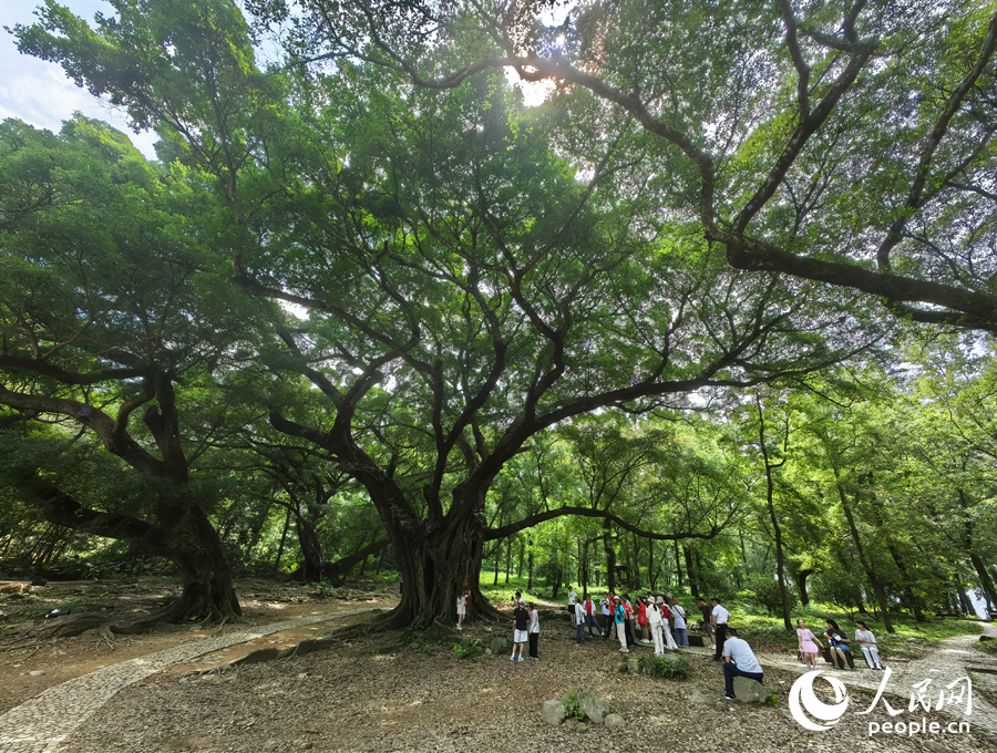 采訪團(tuán)在榕楓公園調(diào)研采訪。人民網(wǎng) 葉青卿攝